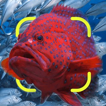 Leopard coral grouper