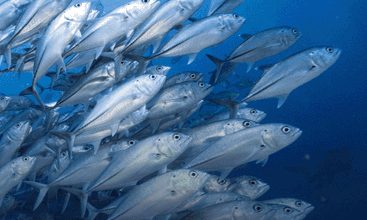A school of silver jacks