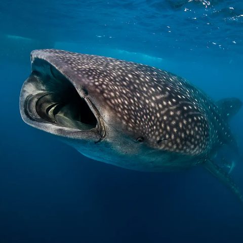 Whale shark