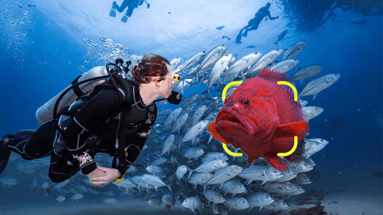 A scuba diver swims past a school of jacks toward a red leopard coral grouper, framed by Seabook's yellow identification brackets