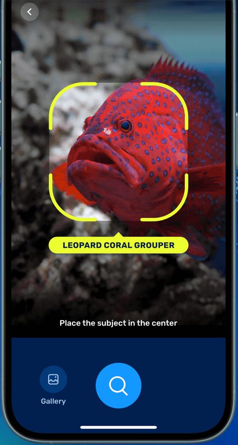 Seabook camera screen labeling a photographed fish as a leopard coral grouper